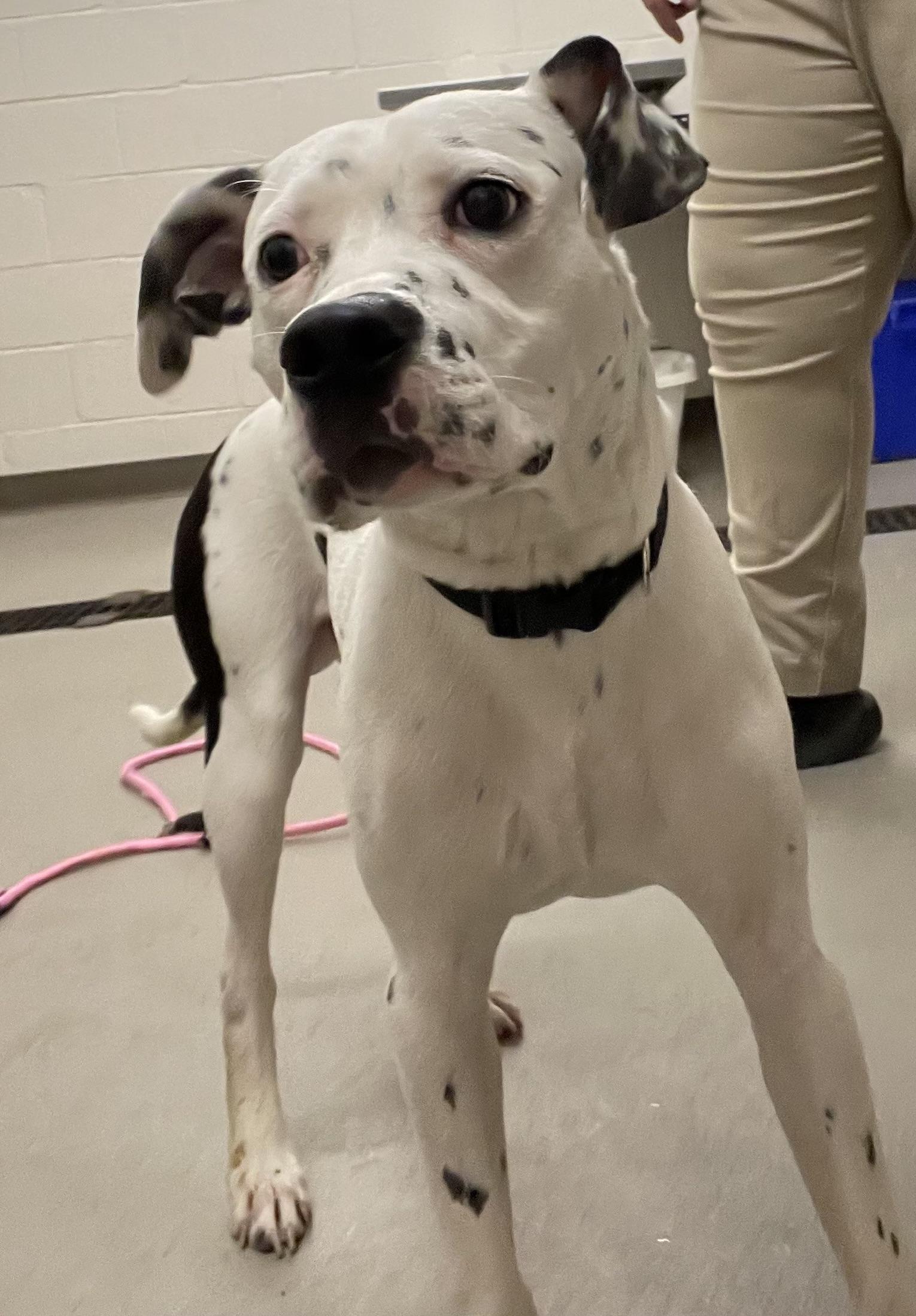 Enlarge Memphis AVAILABLE , a ADOPTABLE mixed breed in Canton, OH image 4/4