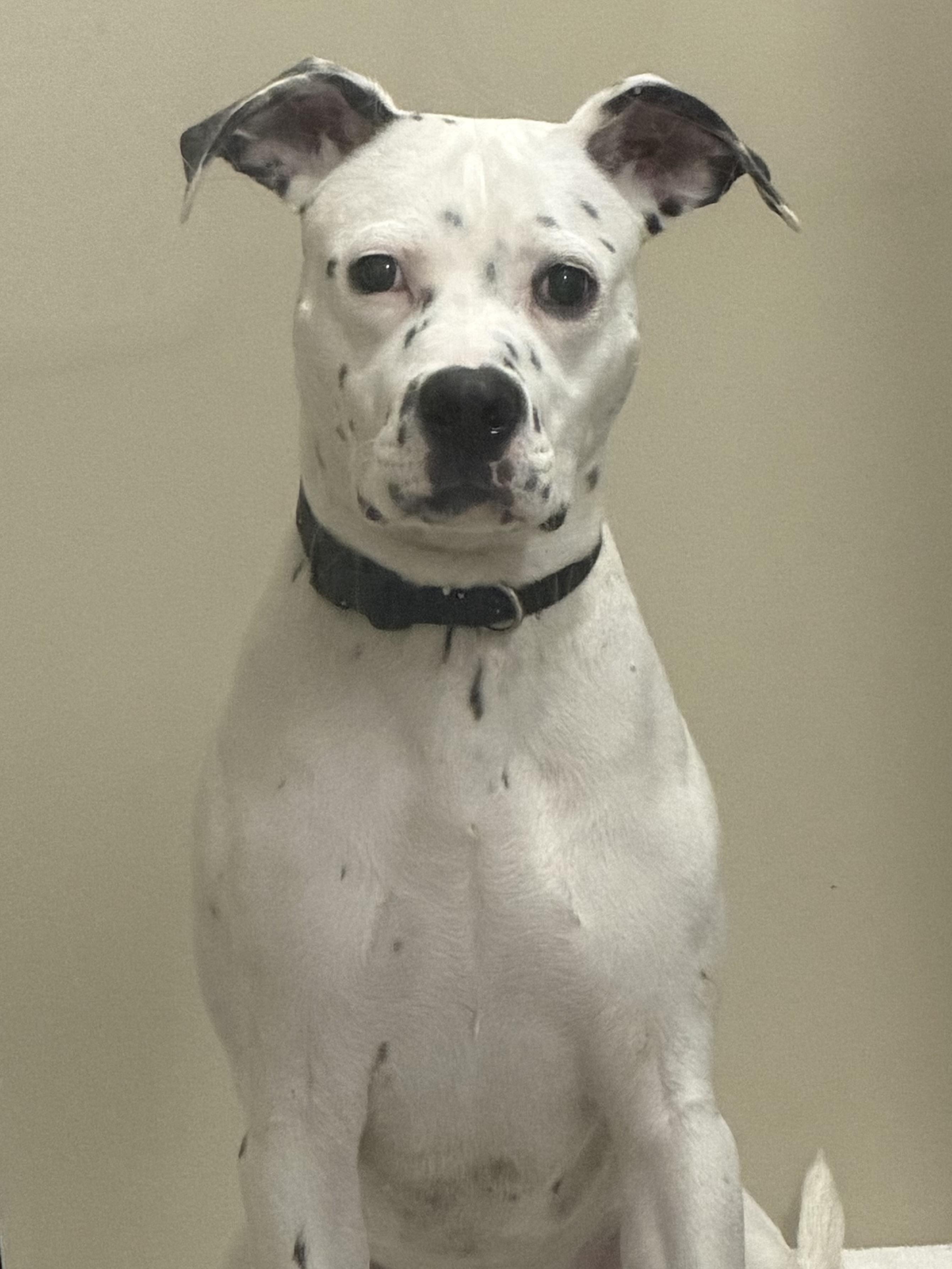 Enlarge Memphis AVAILABLE , a ADOPTABLE mixed breed in Canton, OH image 3/4