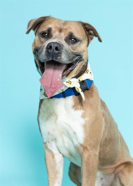 Enlarge HOWIE, a Adoptable American Staffordshire Terrier in Fort Lauderdale, FL image 1/1