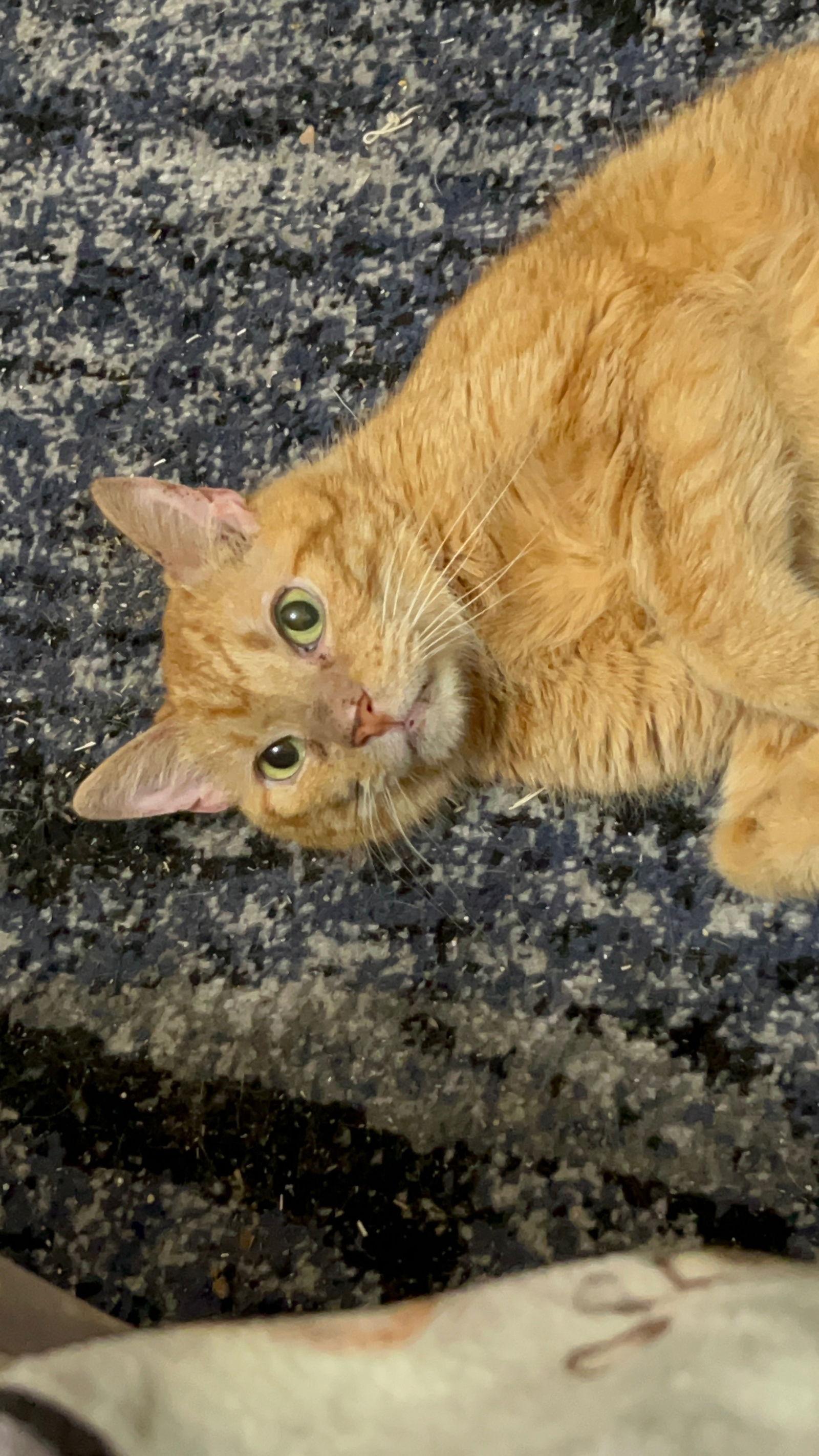 Enlarge Carl, a Adoptable Domestic Short Hair in Harrisburg, PA image 1/1