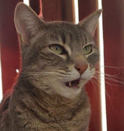 (CP) Nausica, Adoptable, Young Female Tabby & Domestic Short Hair.