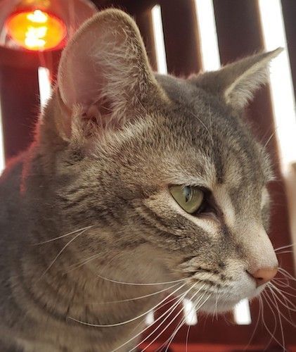 (CP) Nausica, a Adoptable mixed breed in North Highlands, CA image 2/2