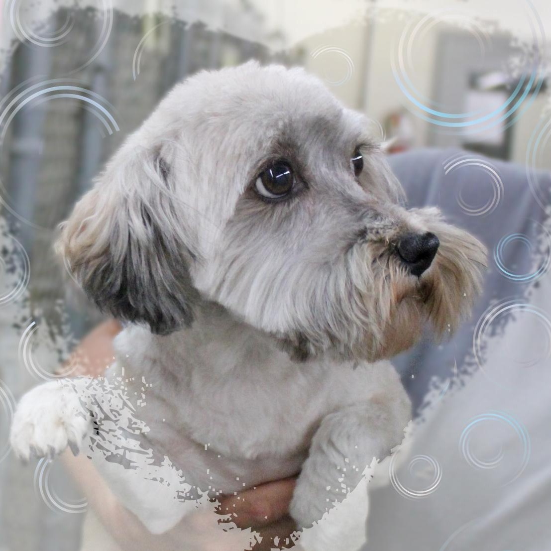 Hope, adopted, Adult Female Havanese.