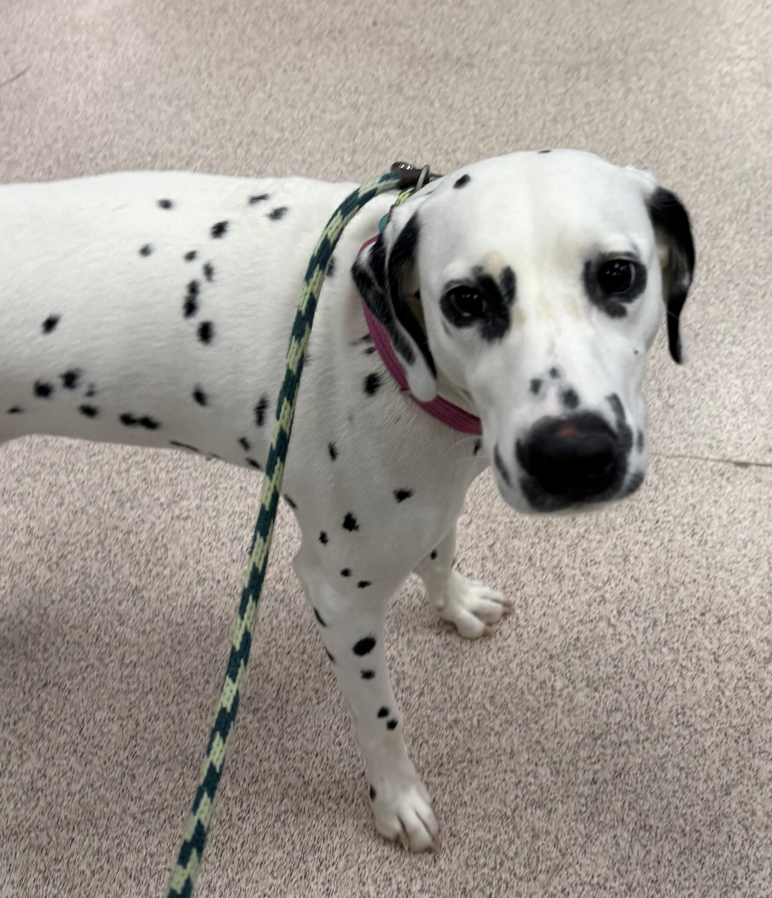 Samantha, adopted, Adult Female Dalmatian.