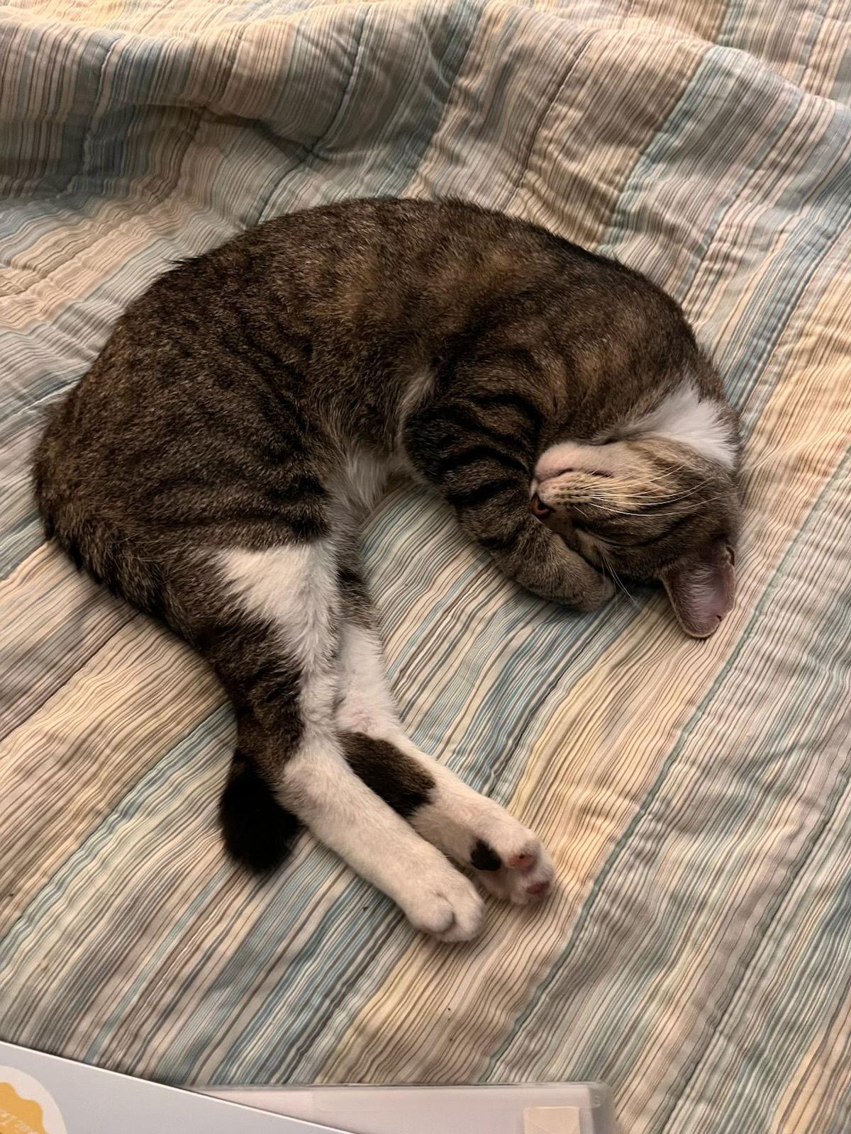 Vinny, Adoptable, Young Male Domestic Short Hair.