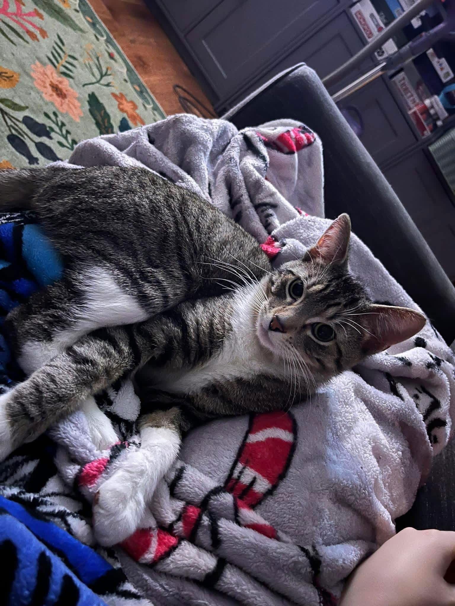 Enlarge Vinny, a Adoptable Domestic Short Hair in Mattoon, IL image 2/2