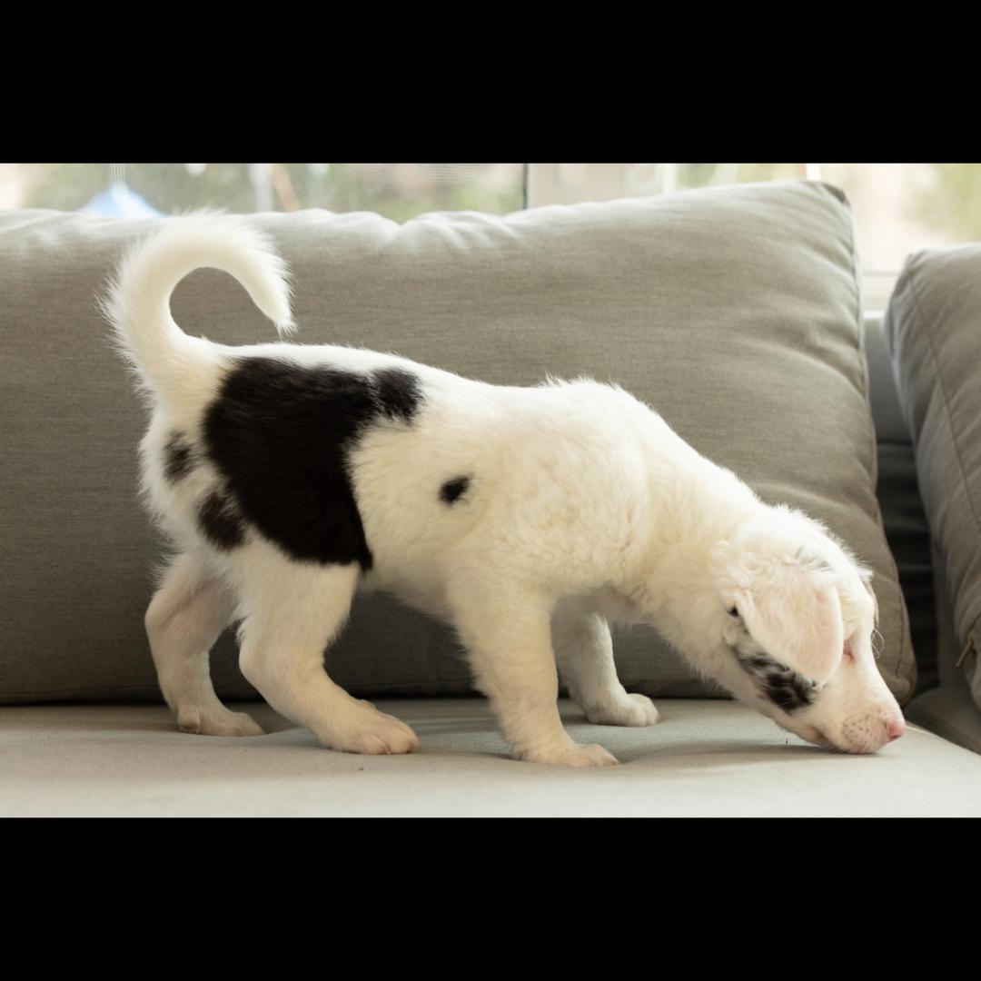 Vegemite *visually impaired/deaf, ADOPTABLE, Puppy Female Australian Shepherd.