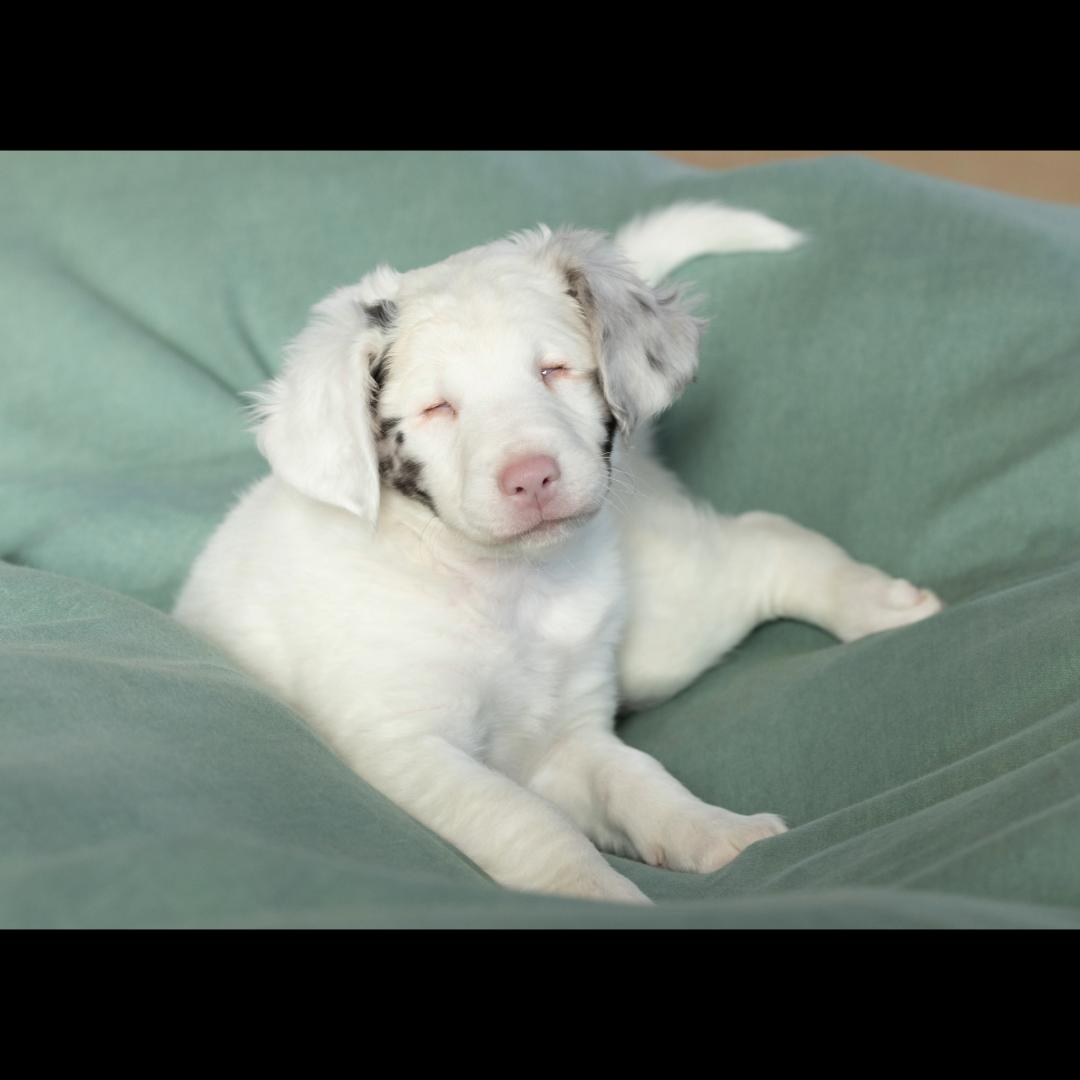 Vegemite *visually impaired/deaf, a ADOPTABLE mixed breed in Midlothian, VA image 2/6