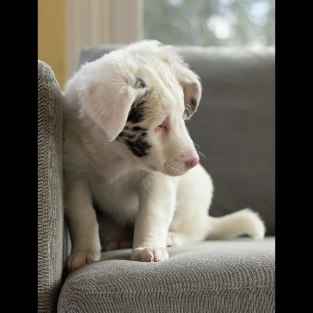 Vegemite *visually impaired/deaf, a ADOPTABLE mixed breed in Midlothian, VA image 3/6