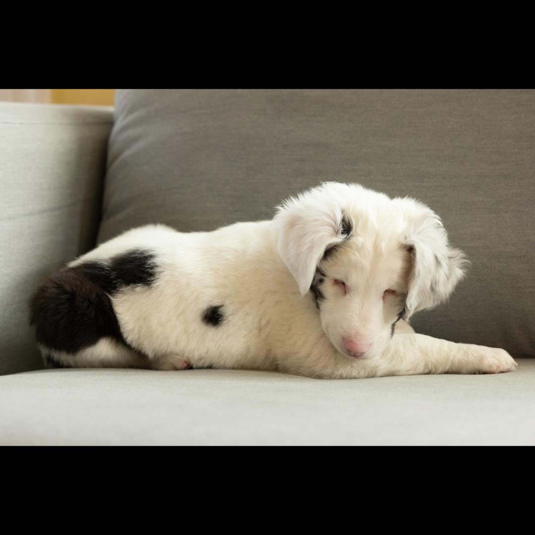 Vegemite *visually impaired/deaf, a ADOPTABLE mixed breed in Midlothian, VA image 4/6