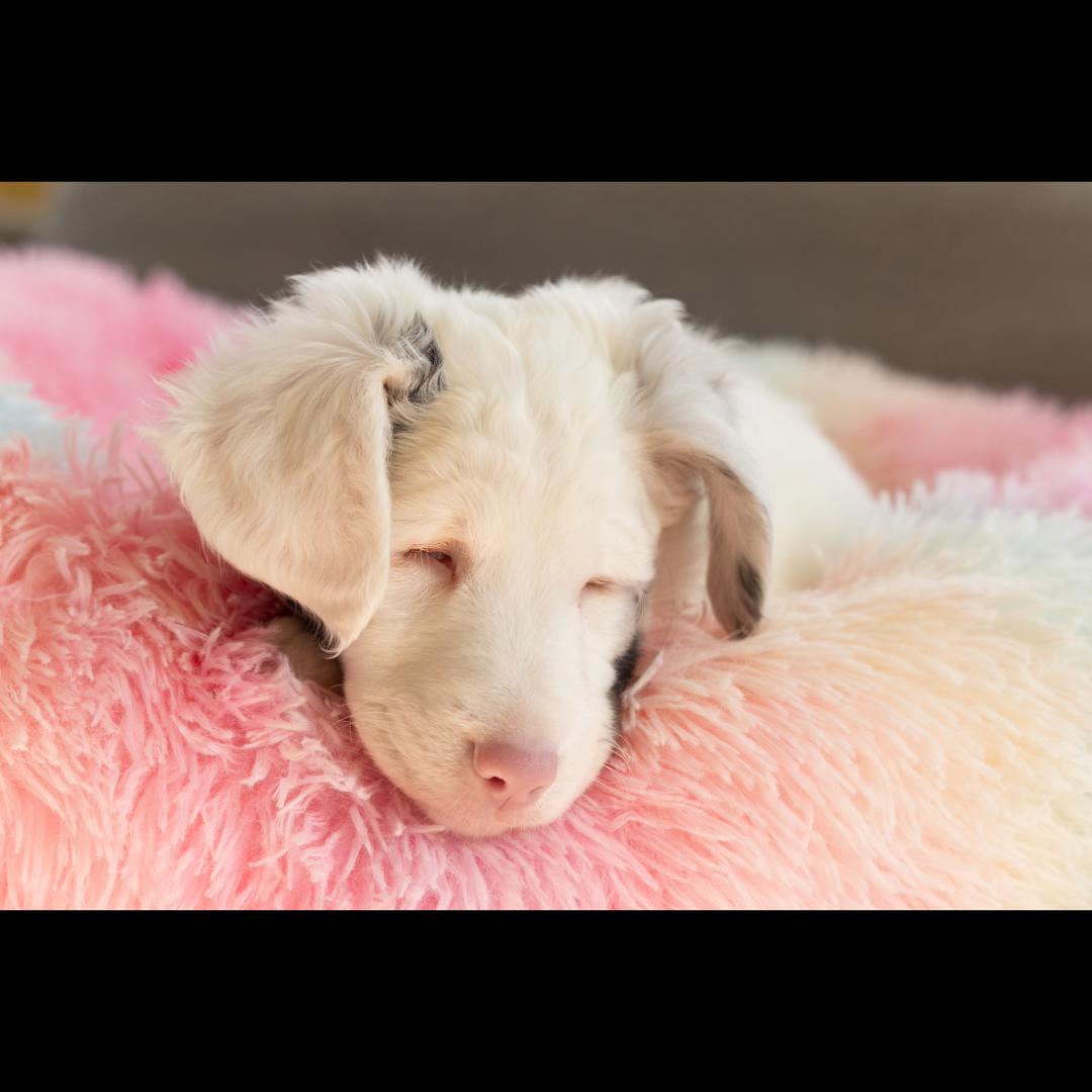 Vegemite *visually impaired/deaf, a ADOPTABLE mixed breed in Midlothian, VA image 6/6