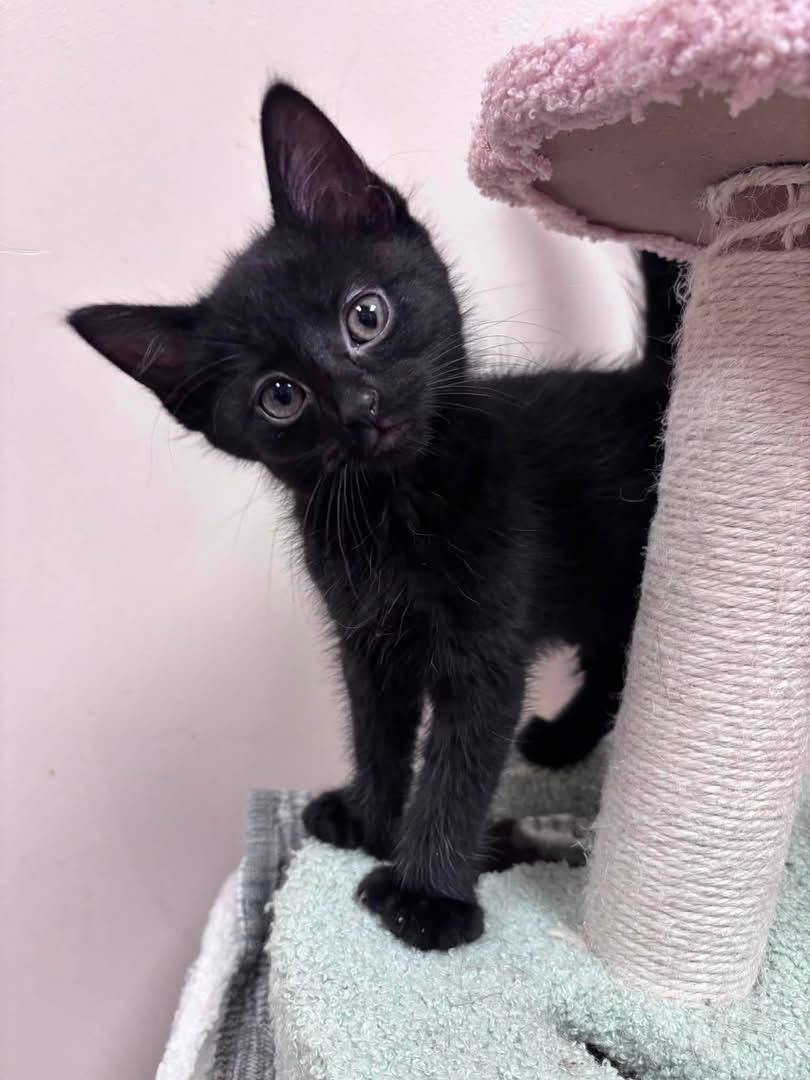 Enlarge Buzz, a ADOPTABLE Domestic Short Hair in Steger, IL image 1/2