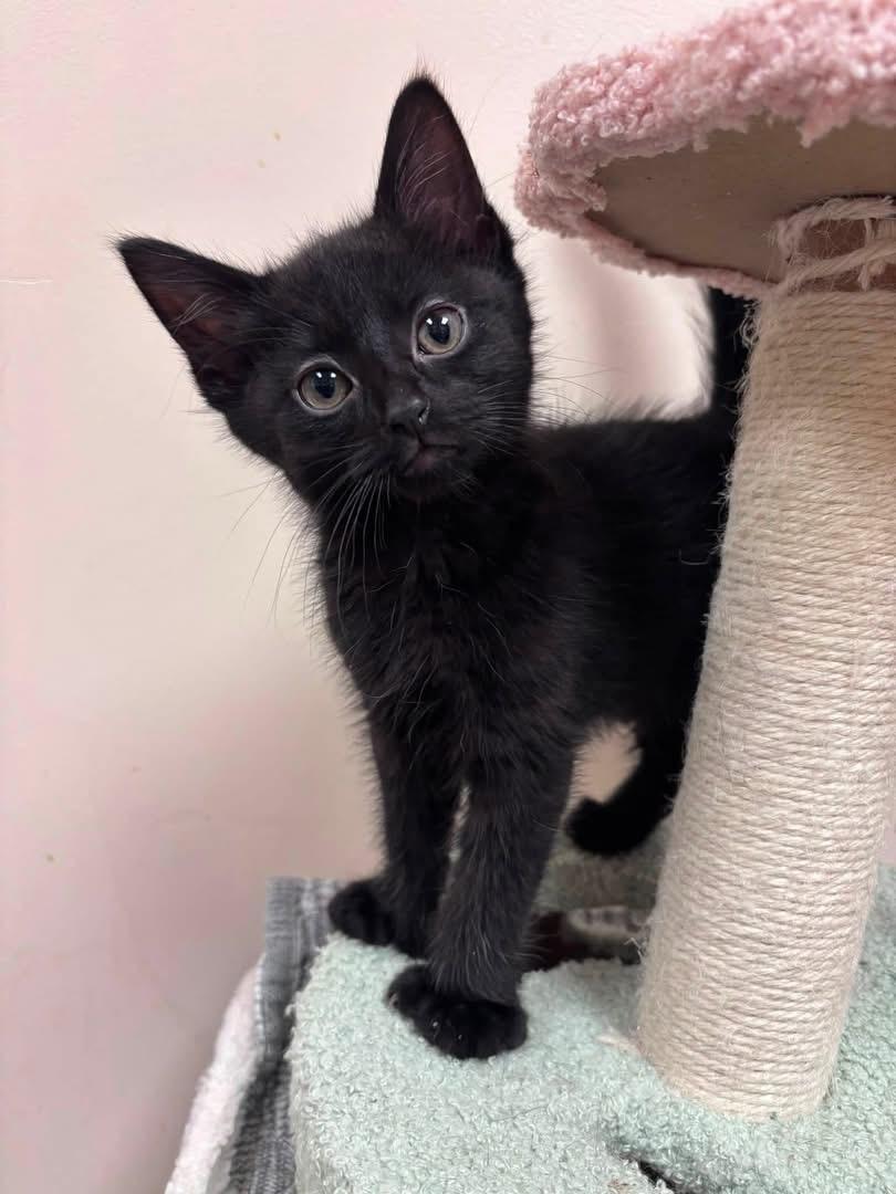 Enlarge Buzz, a ADOPTABLE Domestic Short Hair in Steger, IL image 2/2