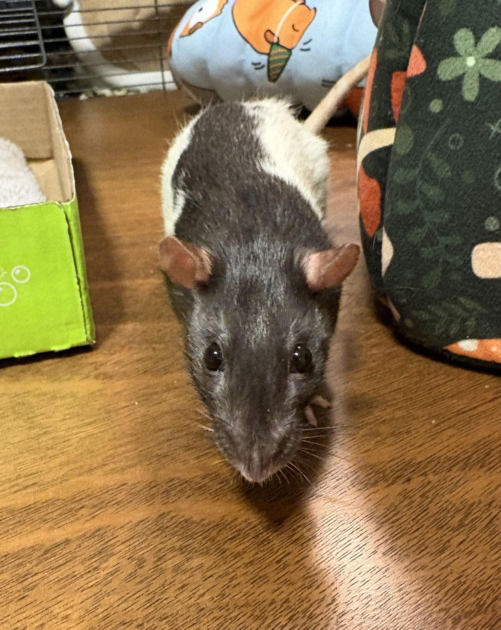 Enlarge Odette, Xena, Ellie, a Adoptable Rat in Aurora, IL image 1/3