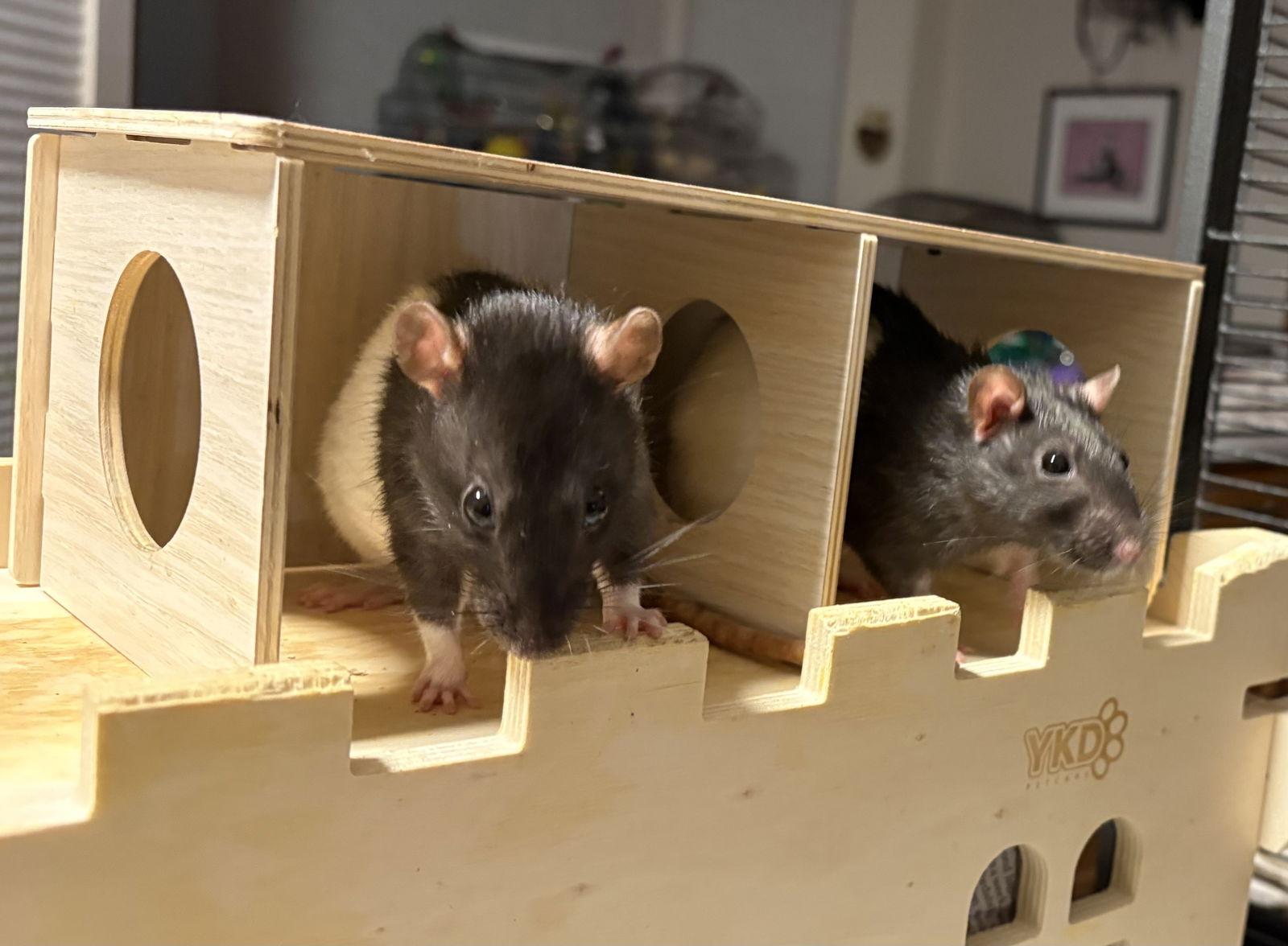 Enlarge Odette, Xena, Ellie, a Adoptable Rat in Aurora, IL image 3/3