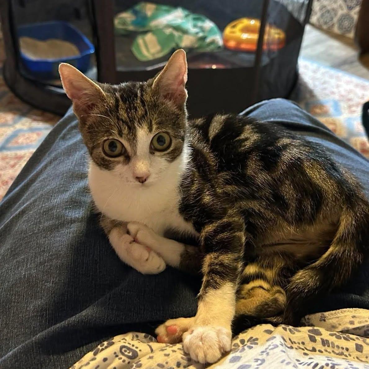 Enlarge Sumatra -Marbled Tabby Snuggly Kitten-, a Adoptable Domestic Short Hair in Riverview, FL image 5/6
