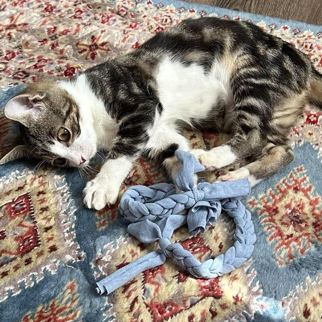 Enlarge Sumatra -Marbled Tabby Snuggly Kitten-, a Adoptable Domestic Short Hair in Riverview, FL image 4/6