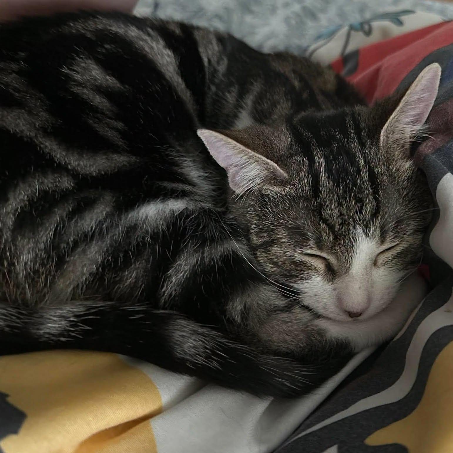 Enlarge Sumatra -Marbled Tabby Snuggly Kitten-, a Adoptable Domestic Short Hair in Riverview, FL image 6/6