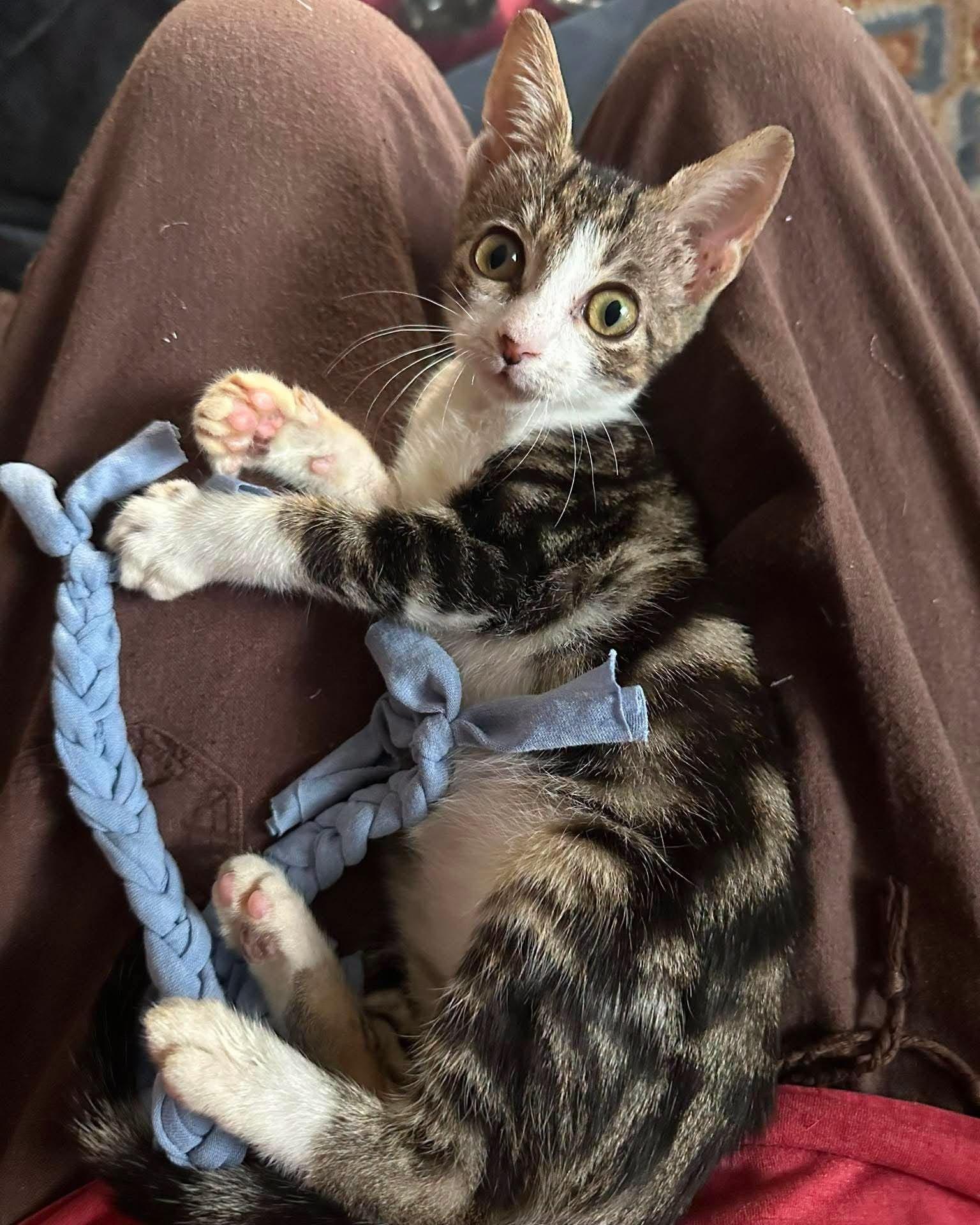 Enlarge Sumatra -Marbled Tabby Snuggly Kitten-, a Adoptable Domestic Short Hair in Riverview, FL image 3/6