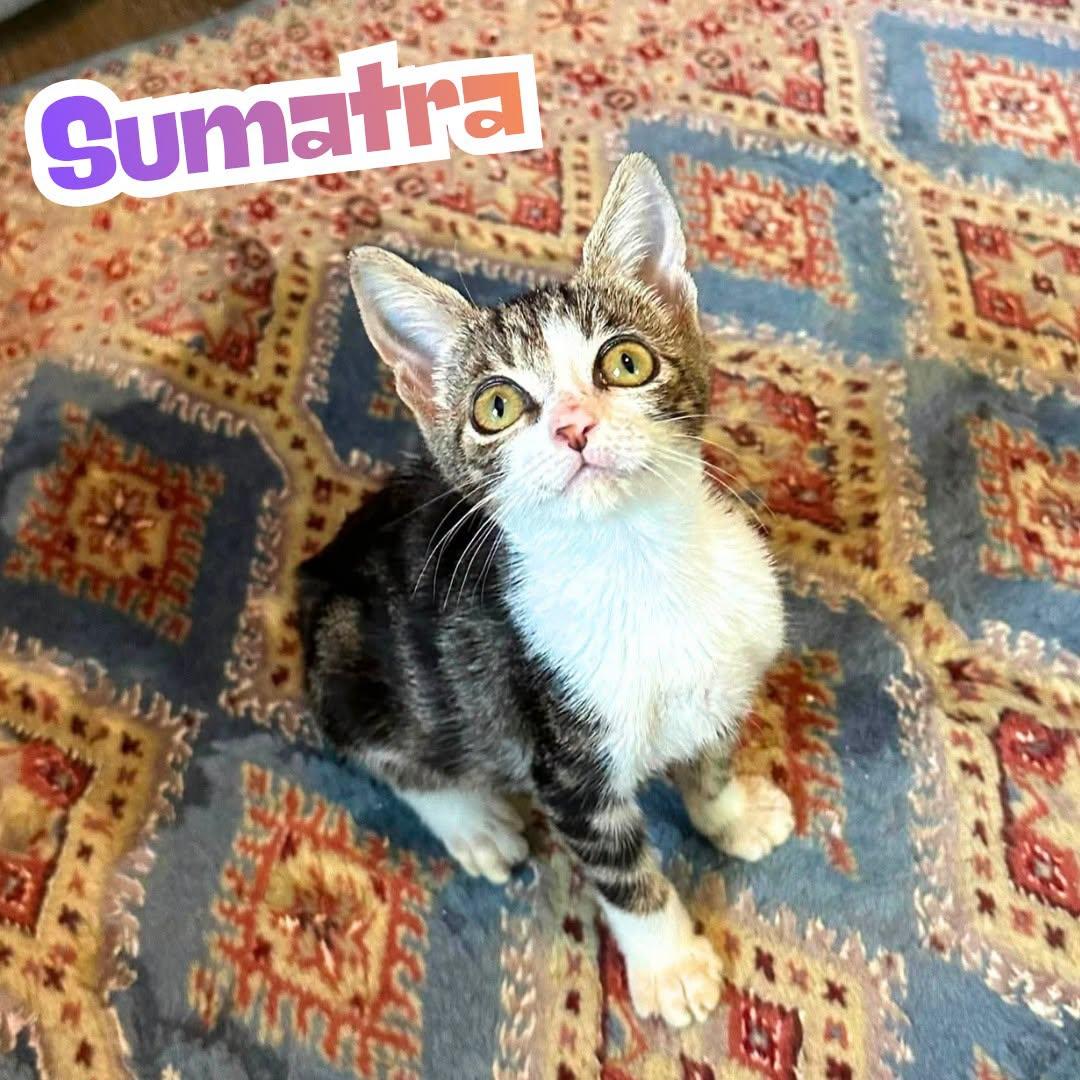 Sumatra -Marbled Tabby Snuggly Kitten-, Adoptable, Kitten Female Domestic Short Hair.