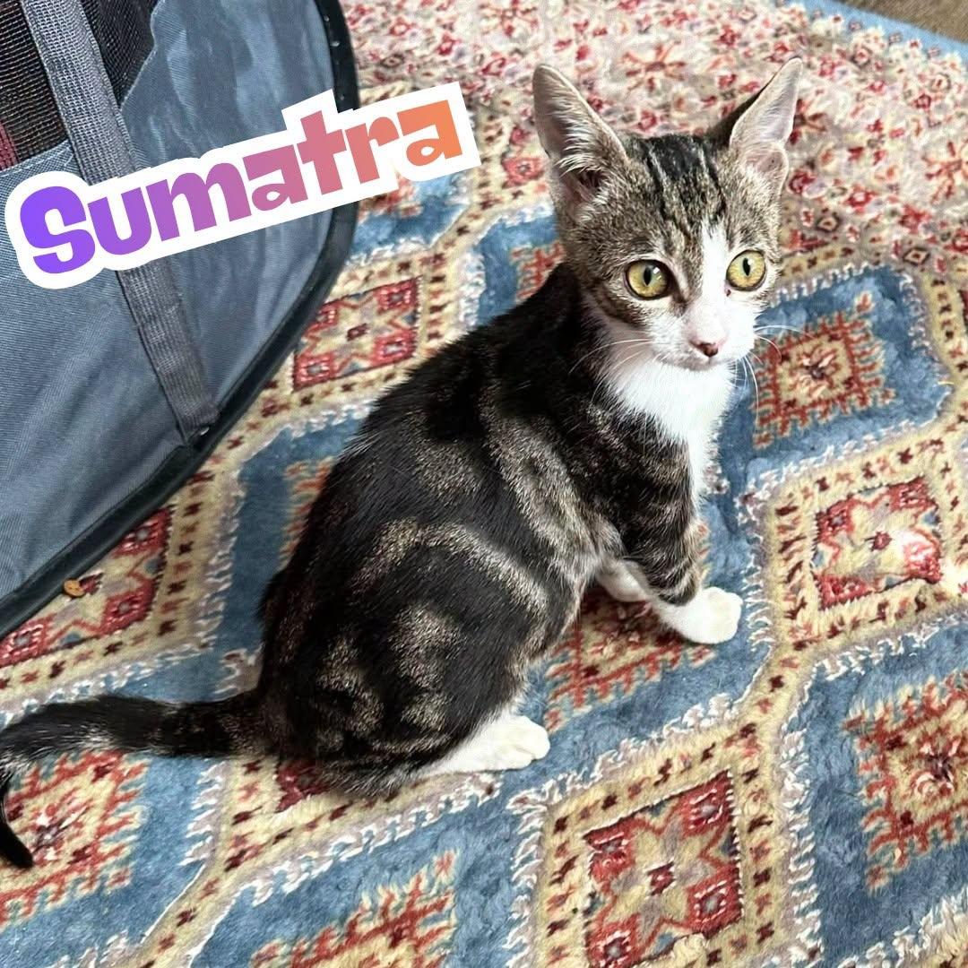 Enlarge Sumatra -Marbled Tabby Snuggly Kitten-, a Adoptable Domestic Short Hair in Riverview, FL image 2/6