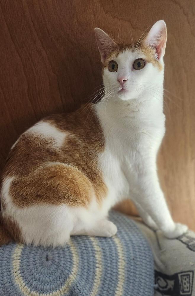 Puma, Adoptable, Young Female Domestic Short Hair.