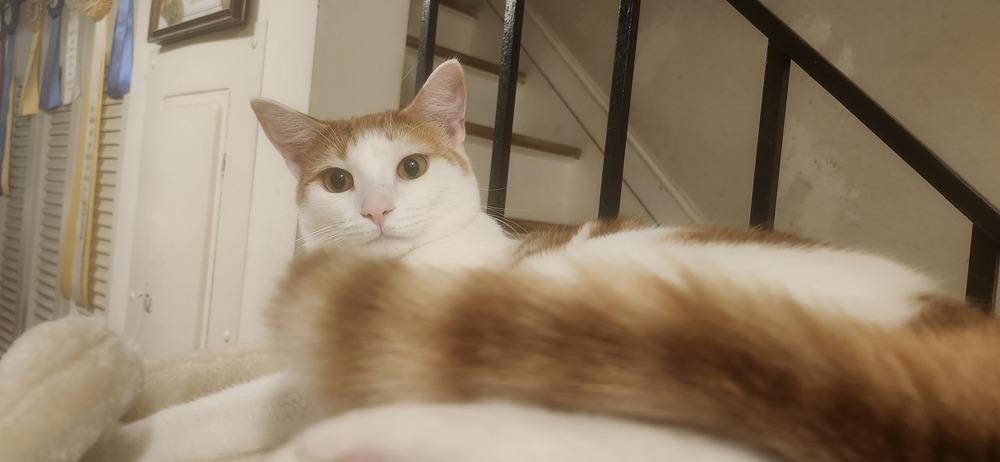 Enlarge Puma, a Adoptable Domestic Short Hair in Henrico, VA image 2/5