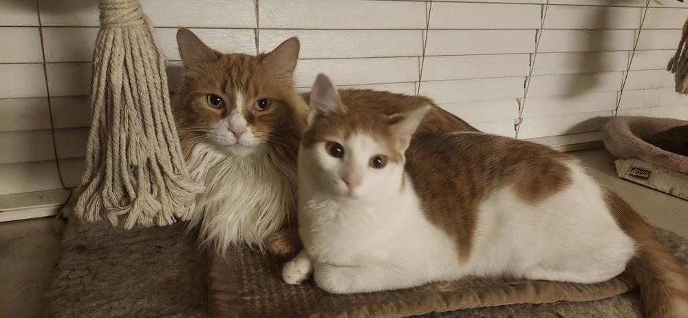 Enlarge Puma, a Adoptable Domestic Short Hair in Henrico, VA image 3/5