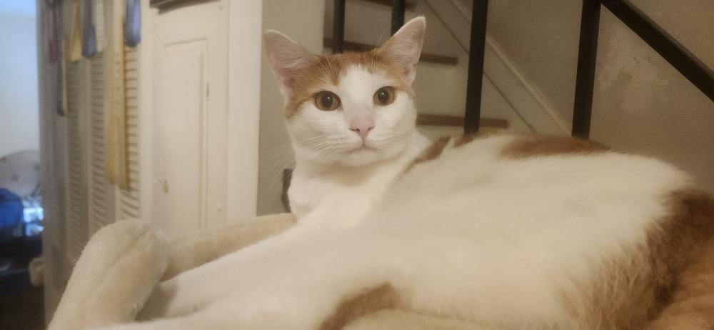 Enlarge Puma, a Adoptable Domestic Short Hair in Henrico, VA image 4/5