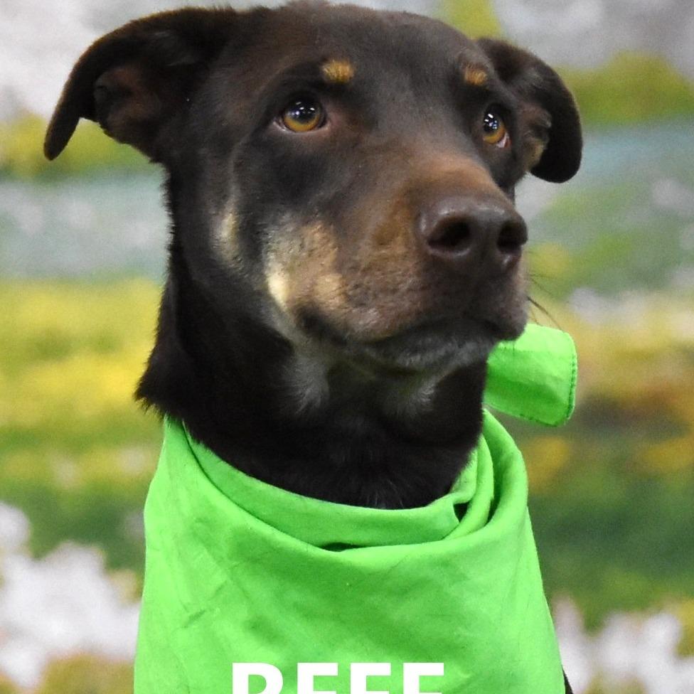 Reef, Adoptable, Adult Male Mixed Breed.