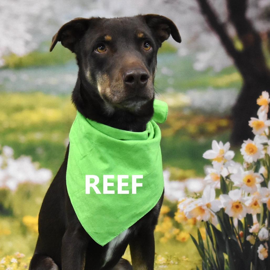 Enlarge Reef, a Adoptable Mixed Breed in Yuma, AZ image 2/2