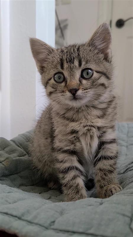 Pippin, a Adoptable mixed breed in Fayetteville, AR image 1/3