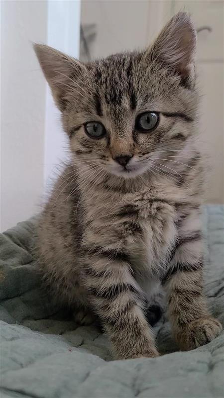 Pippin, a Adoptable mixed breed in Fayetteville, AR image 2/3