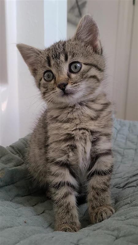 Pippin, a Adoptable mixed breed in Fayetteville, AR image 3/3