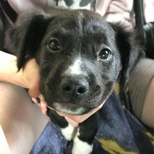 Gelato, Adoptable, Young Female Black Labrador Retriever & Mixed Breed.