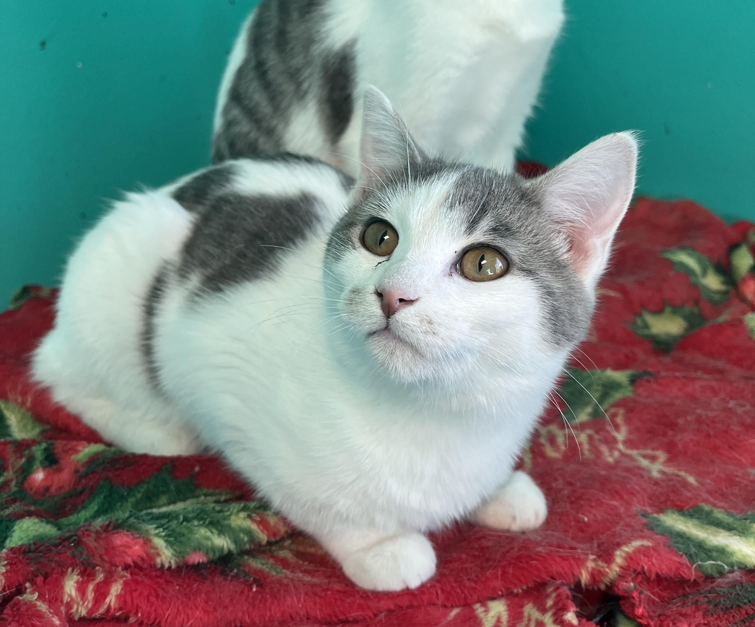 Enlarge ConfettiCanon, a ADOPTABLE Domestic Short Hair in Brookings, SD image 2/2