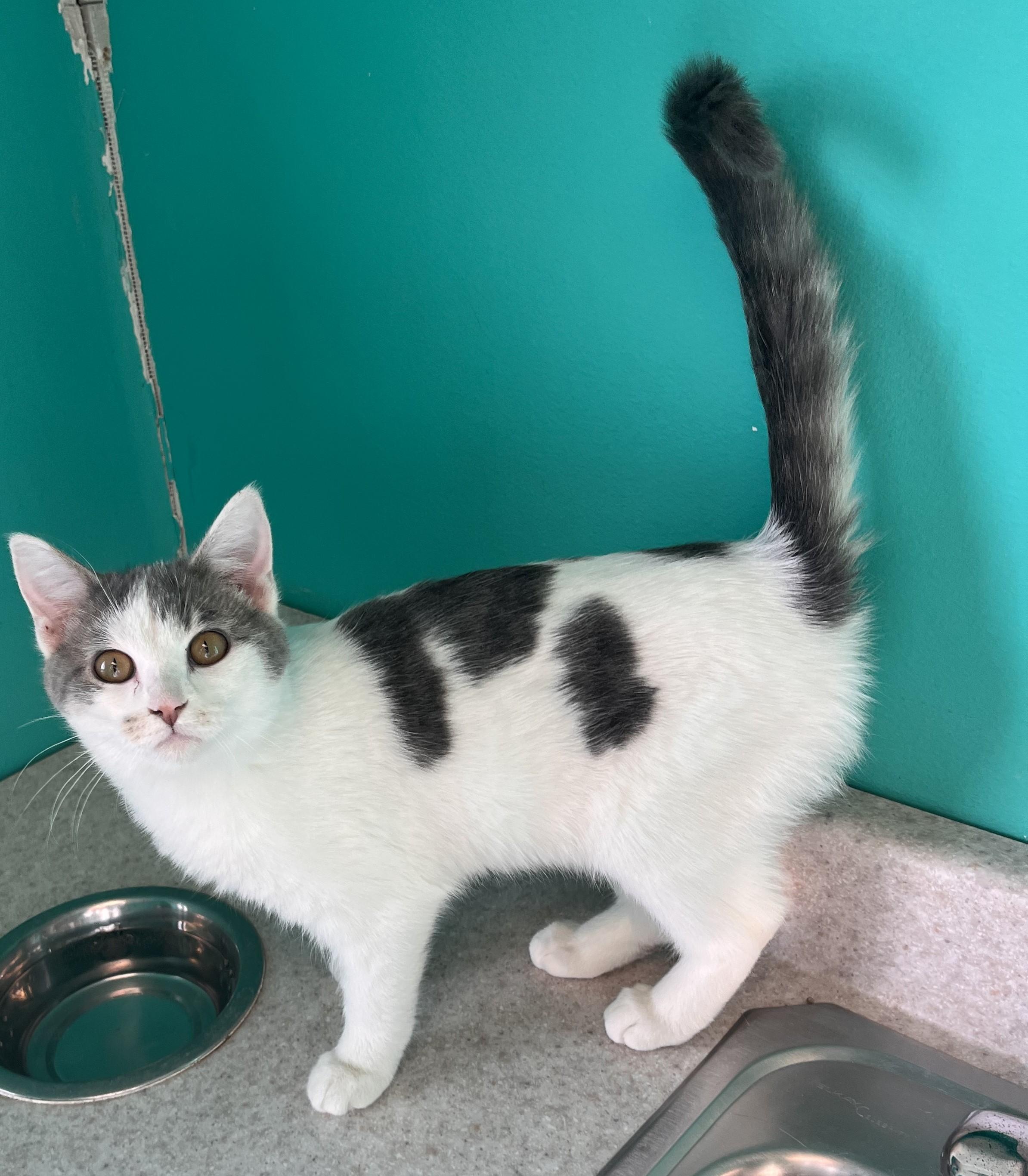 Enlarge ConfettiCanon, a ADOPTABLE Domestic Short Hair in Brookings, SD image 1/2