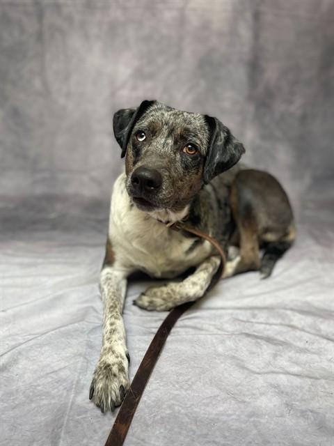 LYNN, Adoptable, Young Female Australian Cattle Dog / Blue Heeler & Mixed Breed.