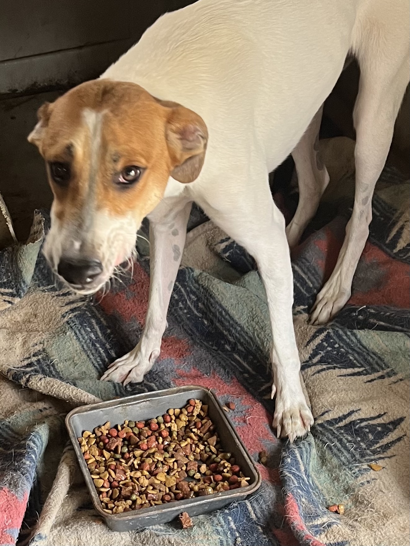 Toby and jewel, Adoptable, Young Male Jack Russell Terrier & Australian Cattle Dog / Blue Heeler.
