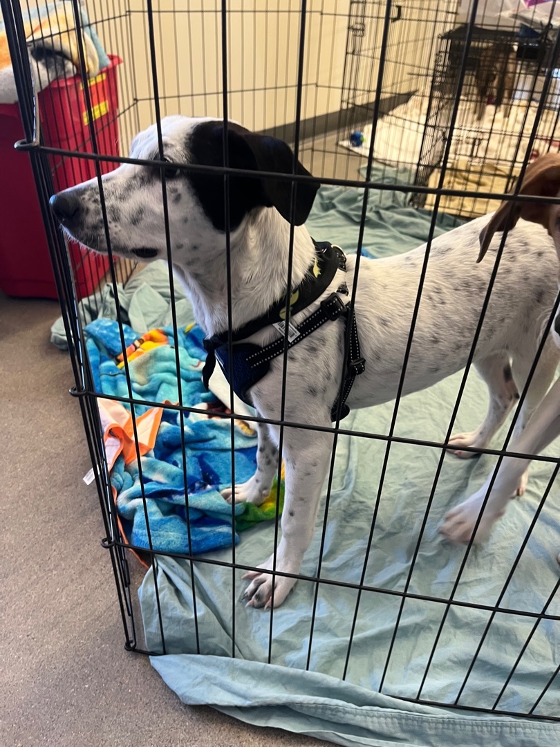 Toby and jewel, a Adoptable mixed breed in Tonopah, AZ image 2/9