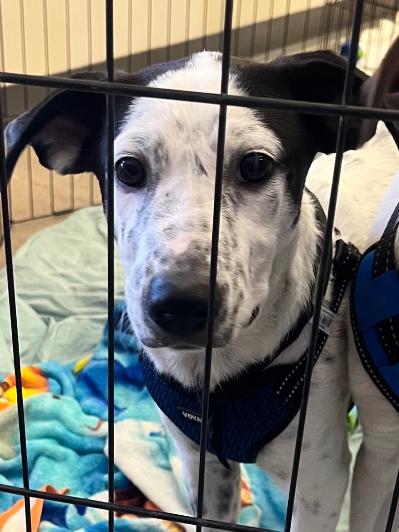 Toby and jewel, a Adoptable mixed breed in Tonopah, AZ image 3/9