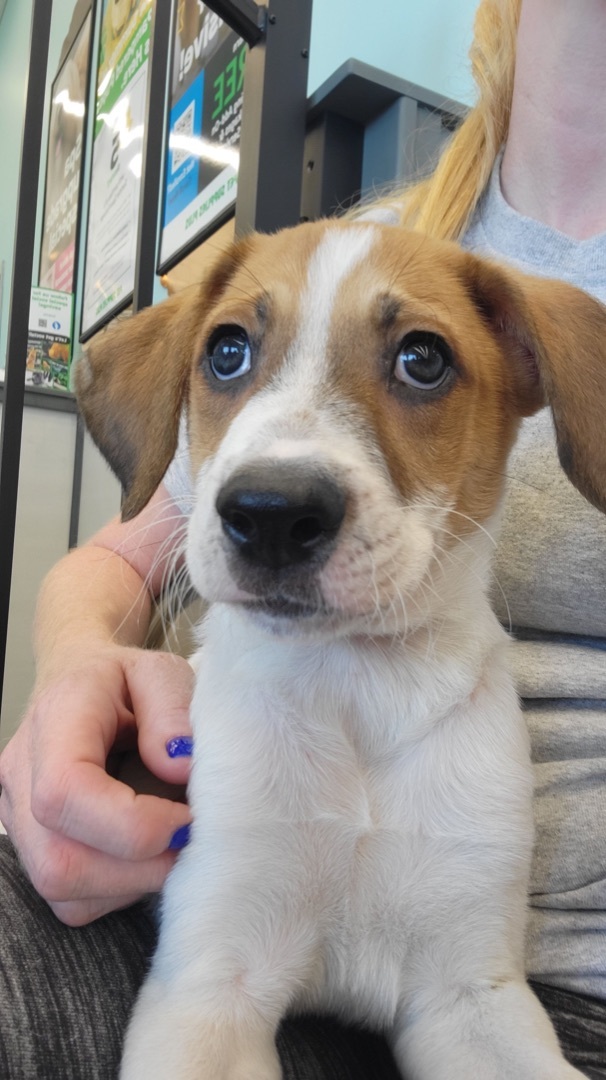 Toby and jewel, a Adoptable mixed breed in Tonopah, AZ image 4/9