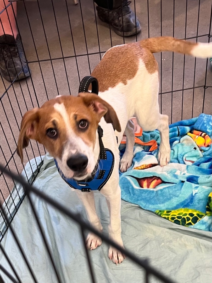 Toby and jewel, a Adoptable mixed breed in Tonopah, AZ image 5/9