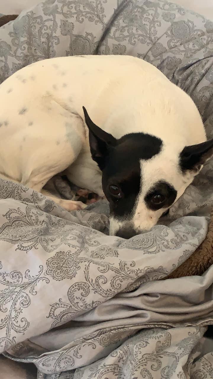 Bosco, a Adopted Rat Terrier in Council Bluffs, IA image 1/3