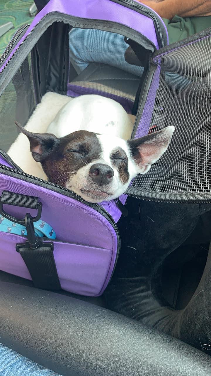 Bosco, a Adopted Rat Terrier in Council Bluffs, IA image 3/3