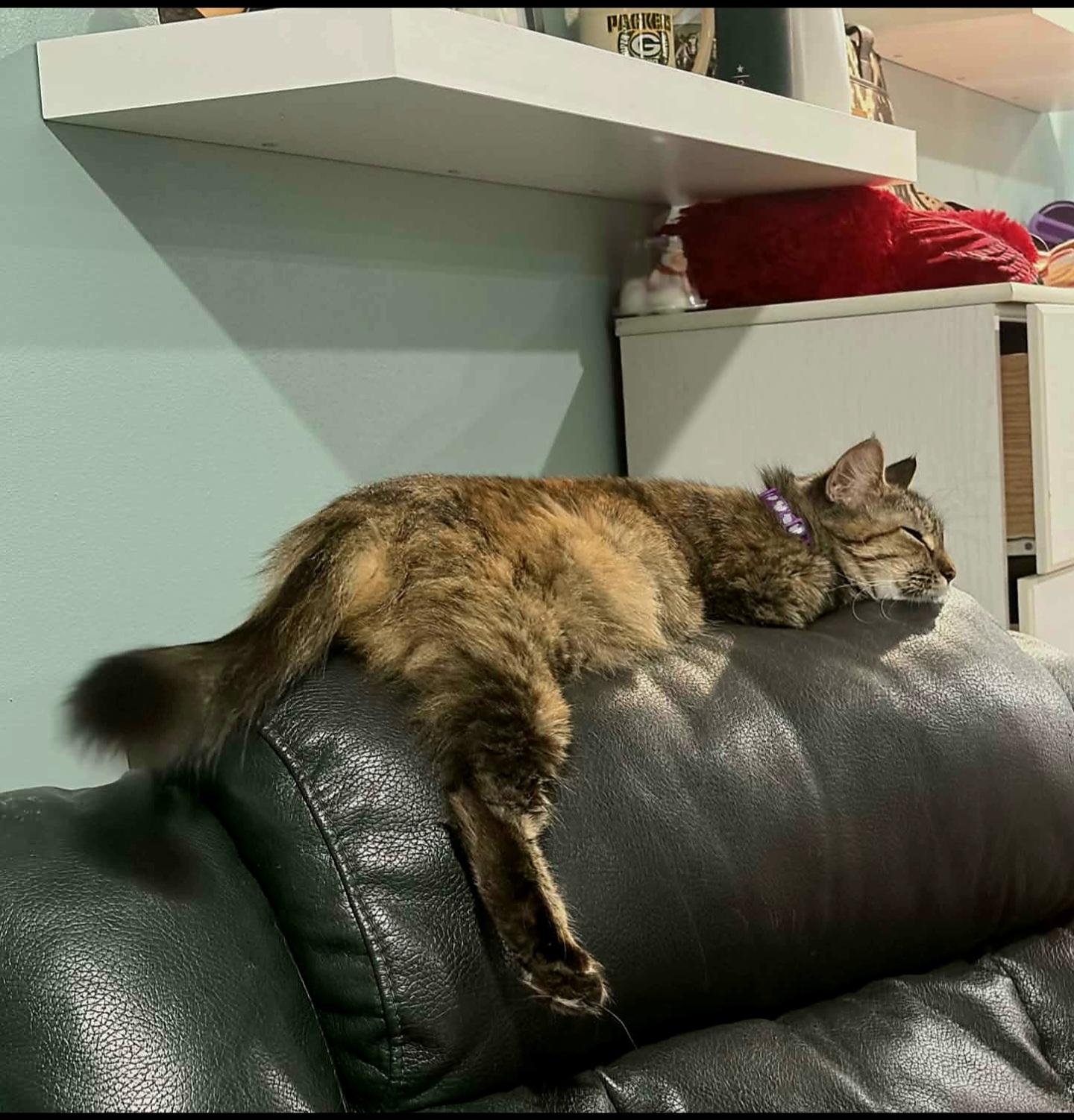 Enlarge Jayden - gorgeous torbie, a Adoptable Domestic Medium Hair in Racine, WI image 6/6