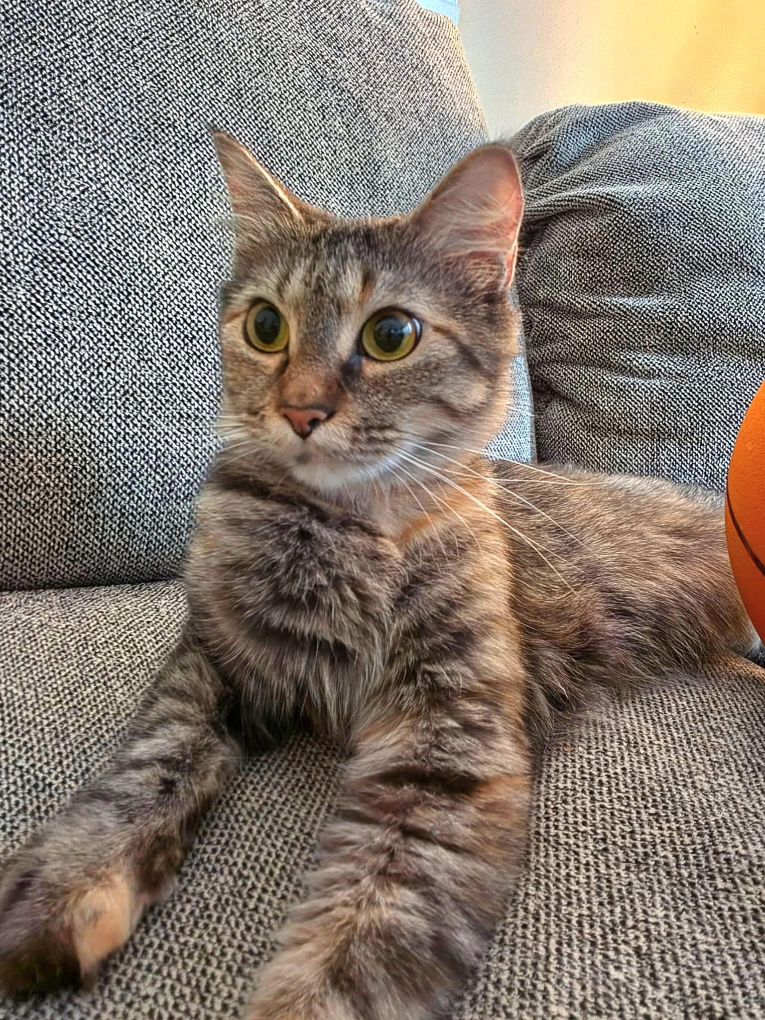 Enlarge Jayden - gorgeous torbie, a Adoptable Domestic Medium Hair in Racine, WI image 1/6