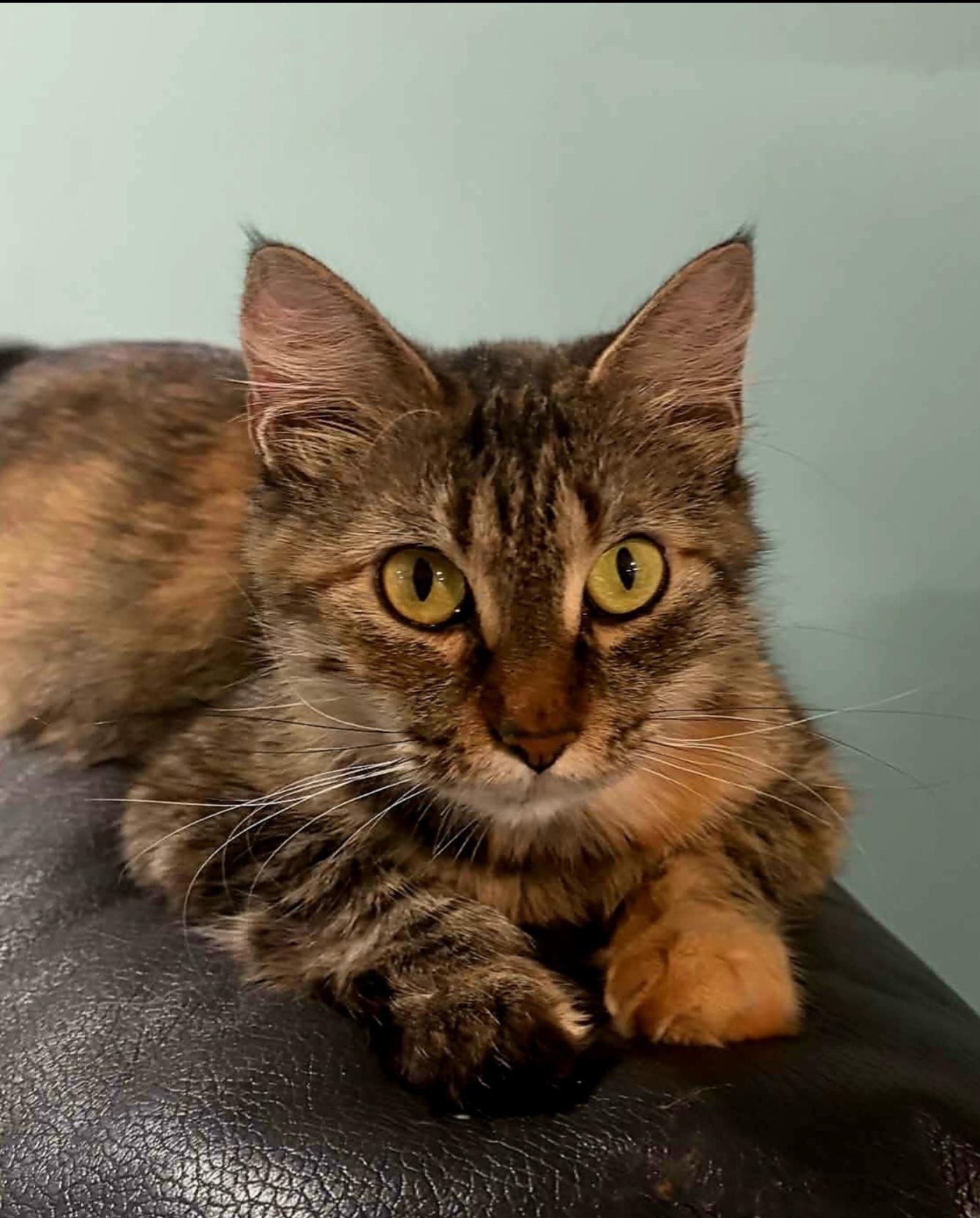 Enlarge Jayden - gorgeous torbie, a Adoptable Domestic Medium Hair in Racine, WI image 3/6