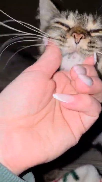 Enlarge Jayden - gorgeous torbie, a Adoptable Domestic Medium Hair in Racine, WI video 2/6