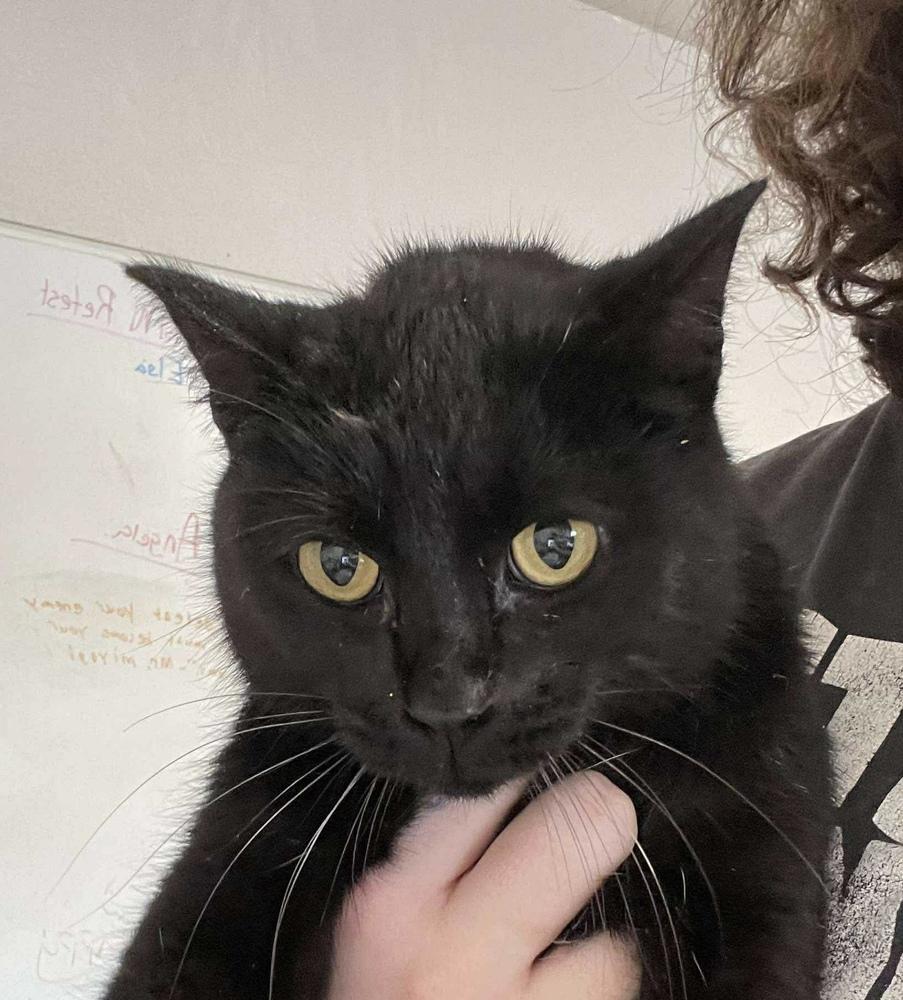 Bitz, Adopted, Adult Female Domestic Short Hair.